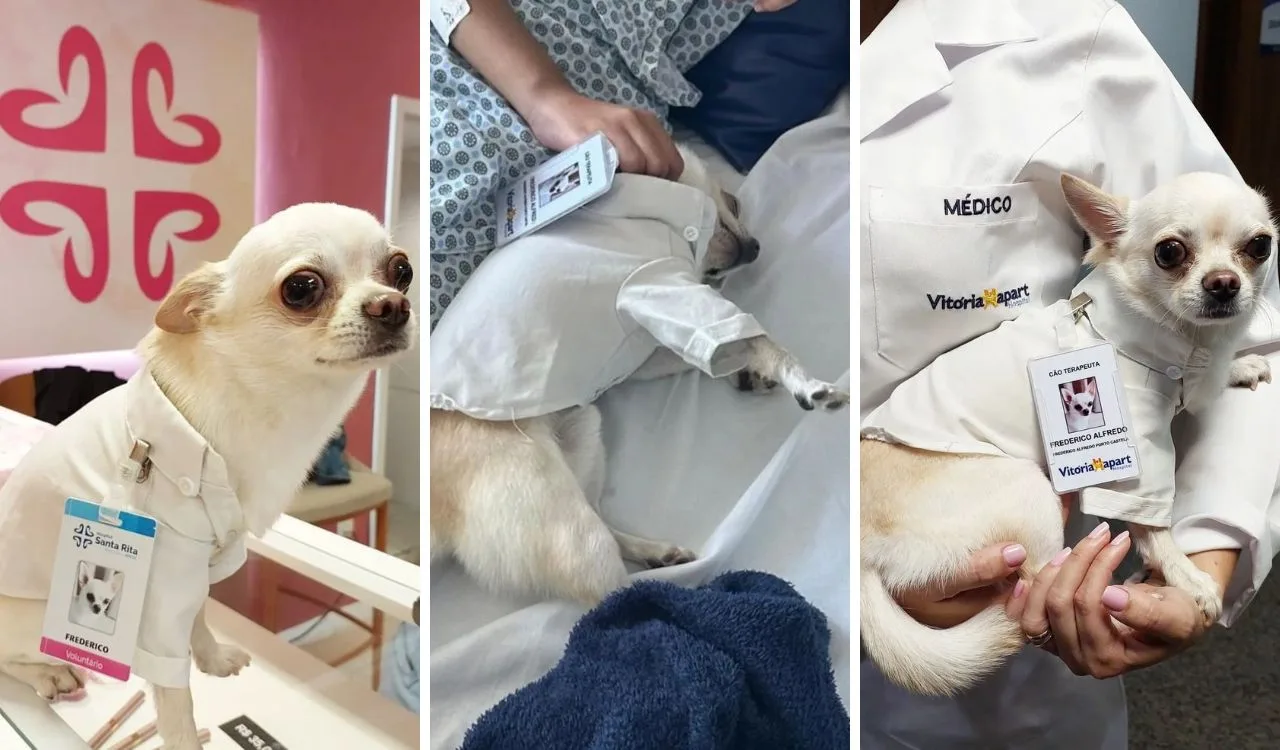 Hospital do ES tem "cão terapeuta" para tratamento de pacientes em UTI