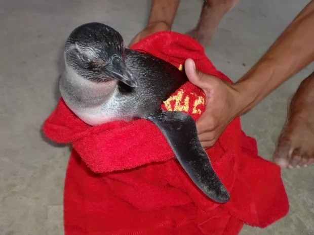 Guarda-vidas recebem treinamento para ajudarem animais marinhos, em Vila Velha