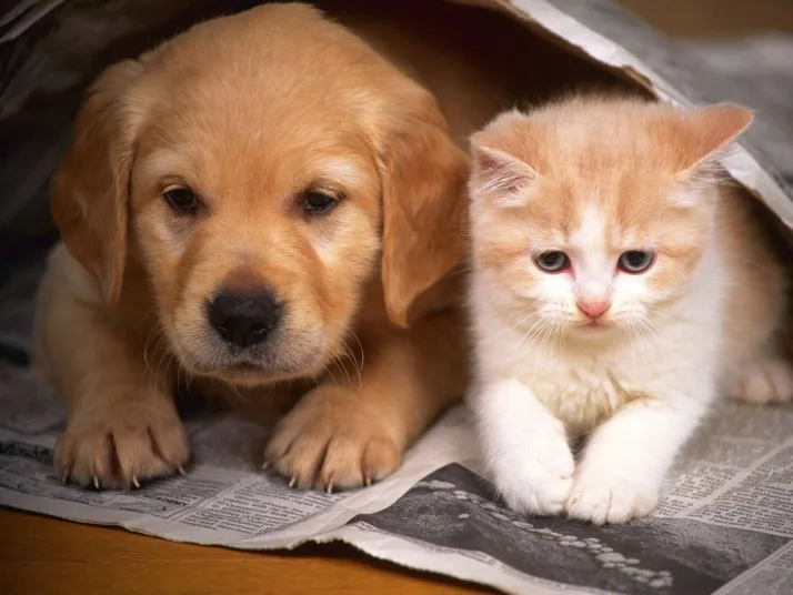 Cães e gatos sofrem com a crise econômica em Macaé