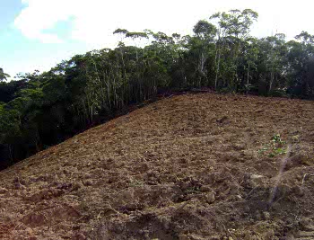 Três pessoas são presas acusadas de desmatar área de vegetação nativa em Itarana