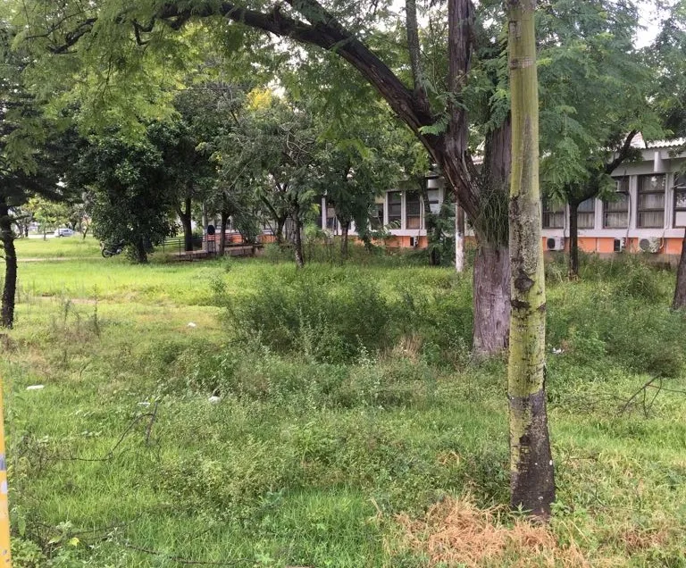 Imagens mostram situação precária de limpeza e mato alto na Ufes em Vitória