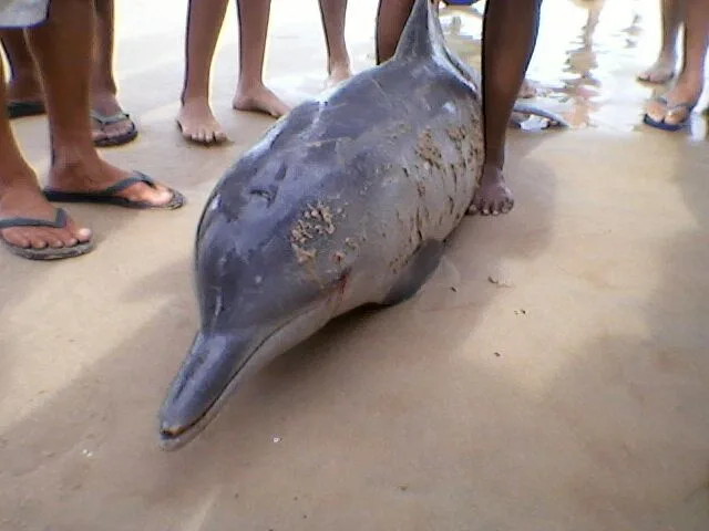 Golfinho morto é encontrado na Praia do Morro, em Guarapari