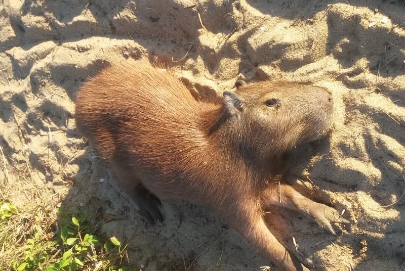 Capivara é encontrada por banhistas na orla da Praia de Itaparica, em Vila Velha