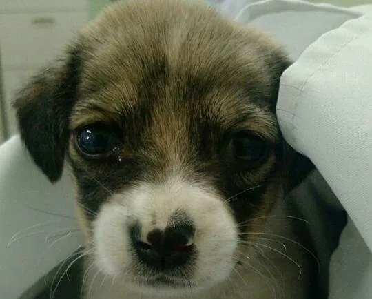 Filhotes de cães na feira de adoção do CVSA