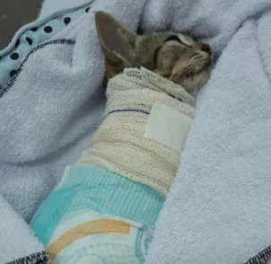 Filhote de gato morre após ser torturado e ter três patas arrancadas em Salvador