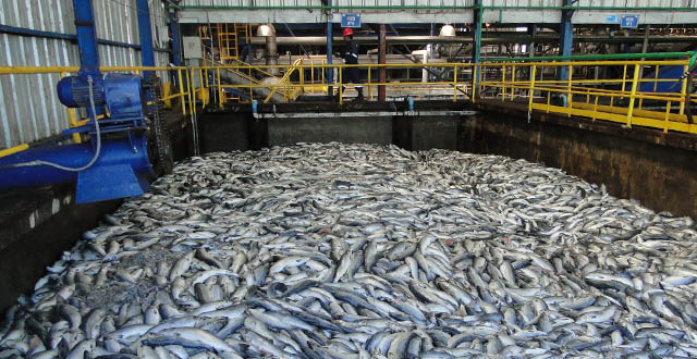 Surto de algas mata mais de 25 milhões de peixes e aumenta preço do salmão no ES