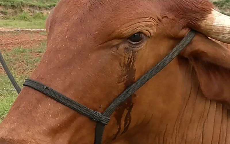 Companheiro de pasto "chora" após furto de boi de estimação na Serra