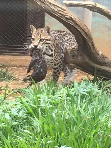 Seis filhotinhos "roubam a cena" no zoológico de Marechal Floriano