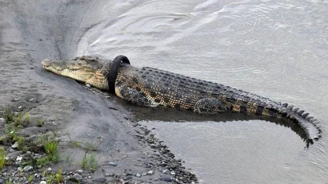 Concurso oferece recompensa para corajoso que conseguir tirar pneu preso em crocodilo