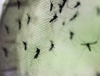 Chikungunya já matou 33 pessoas nas Antilhas e na Guiana Francesa