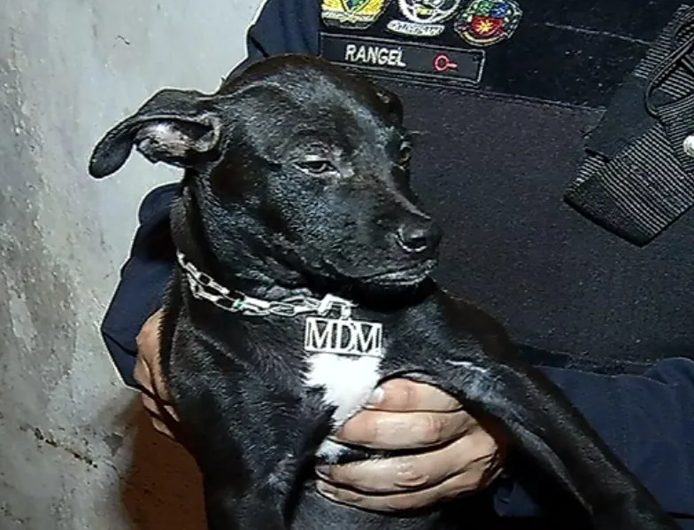 Cachorro com colar de prata com iniciais do Morro do Macaco surpreende a polícia em Vitória