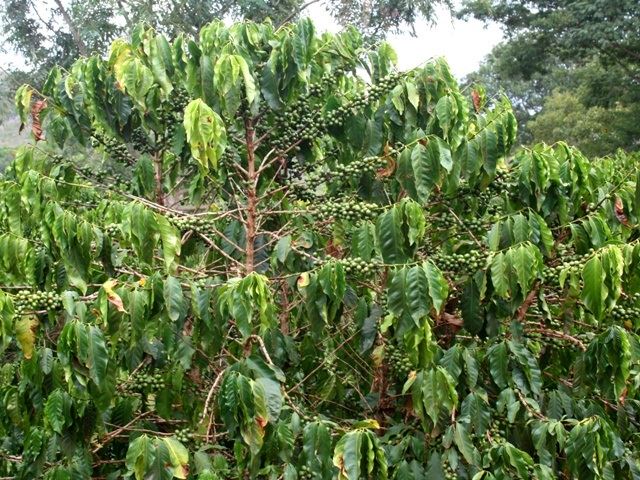 Crise hídrica prejudica lavouras e preço do café dispara no Espírito Santo