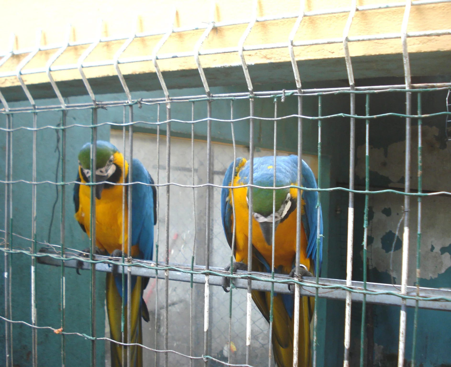 Aves com suspeitas de maus-tratos e são apreendidas em Guarapari