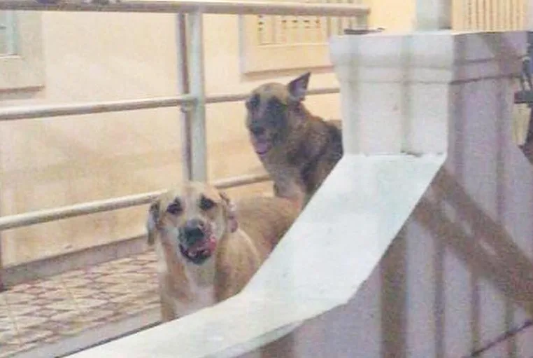 Cachorros da Delegacia da Mulher de Vila Velha somem e situação comove internautas