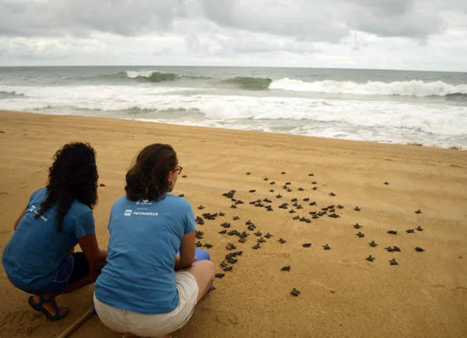 LINHARES/ES 25-11-2015 CIDADES TAMAR Nesta semana, uma equipe do Centro Nacional de Pesquisa e Conservação de Tartarugas Marinhas (Tamar/ICMBio) abriu dois ninhos de tartaruga-cabeçuda, para retirar de lá filhotes recém-nascidos e transportá-los para um ponto mais ao sul da praia de Regência, afastado da foz do Rio Doce. “Eles já haviam saído de dentro dos […]