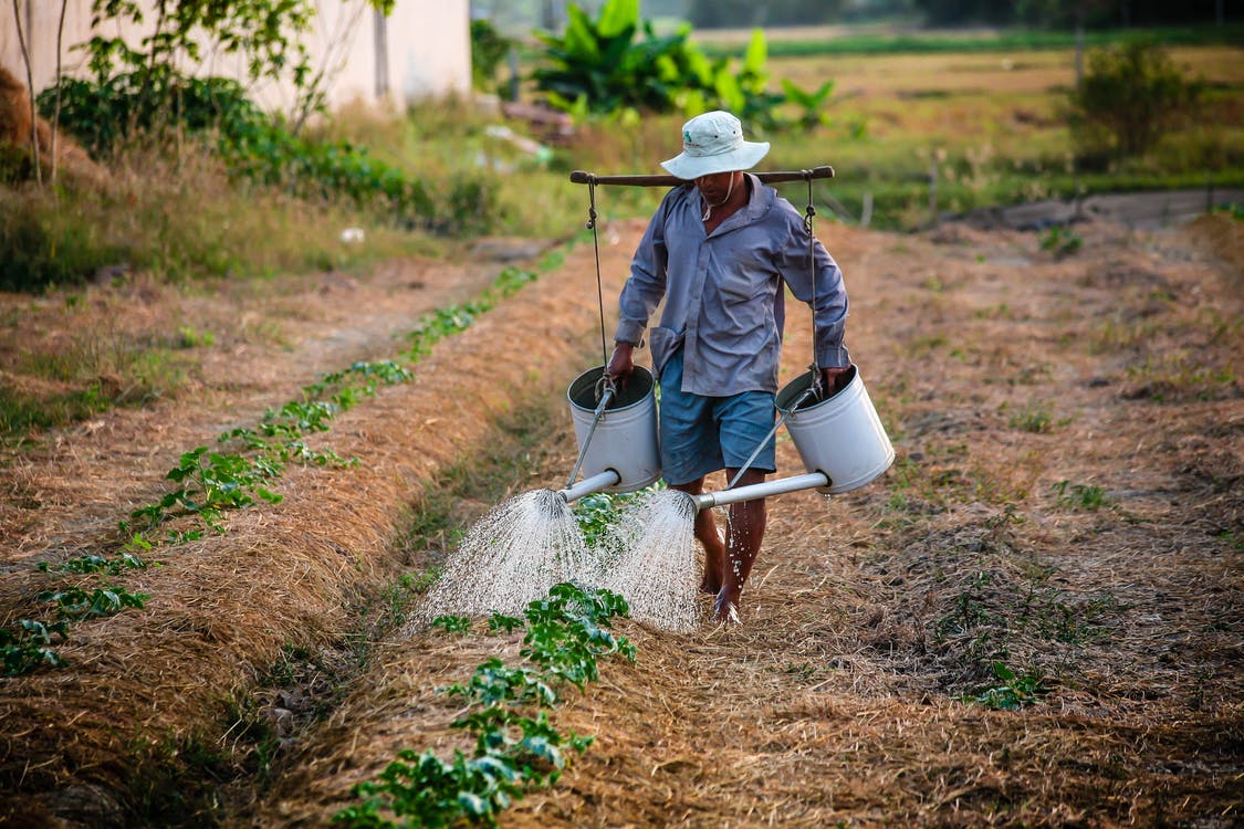 Agricultor pode ficar mais dependente de comercializadoras