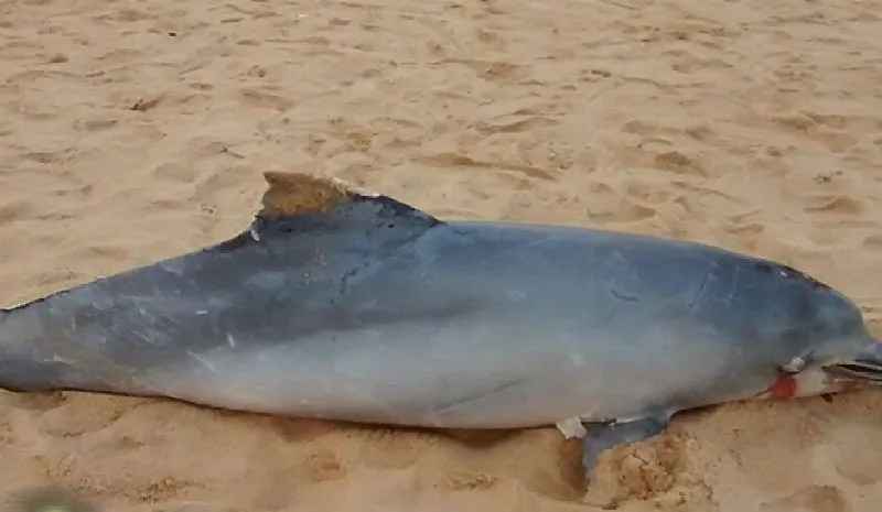 Golfinho é encontrado morto nas areias da Praia da Costa em Vila Velha