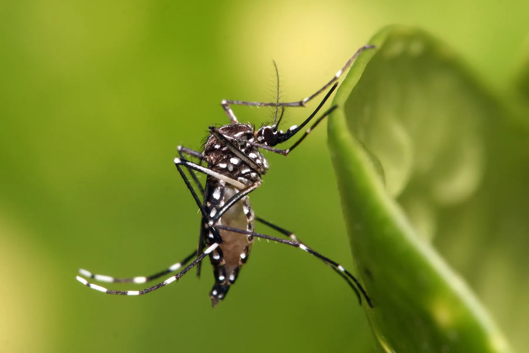 Planos de saúde dizem que estão preparados para cobrir exames de Zika no Estado