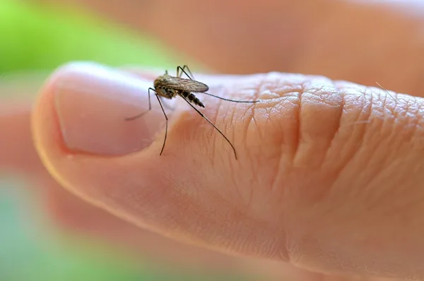 Verão requer atenção redobrada com picadas de insetos