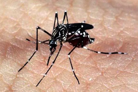 Aedes aegypti pode ter feito quase três mil vítimas no Estado em uma semana