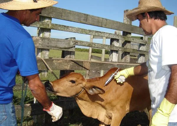 Campanha de vacinação contra a febre aftosa começa no ES