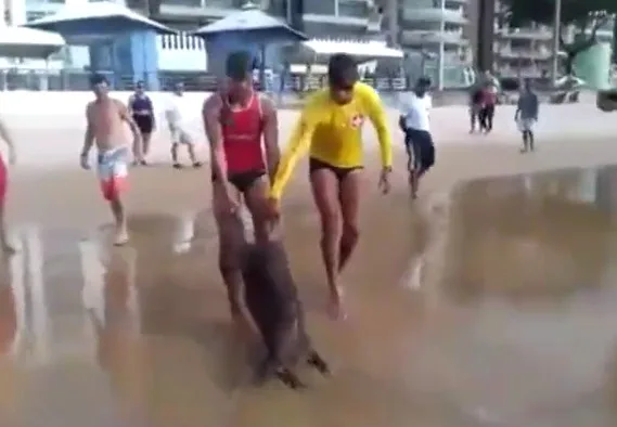 Capivara é resgatada na Praia do Morro. Assista ao vídeo!