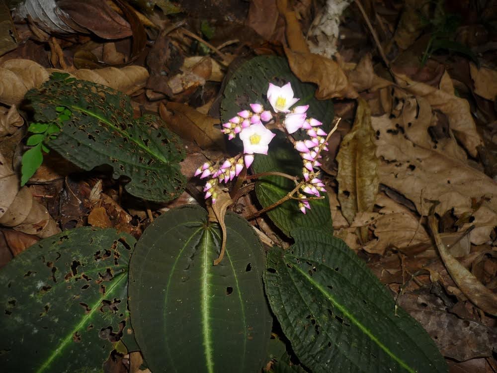 Plantas recém-descobertas no Espírito Santo correm perigo de extinção