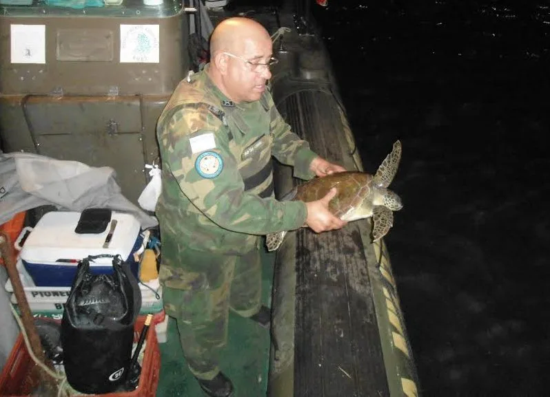 Tartarugas marinhas presas em rede de pesca são soltas em Vitória