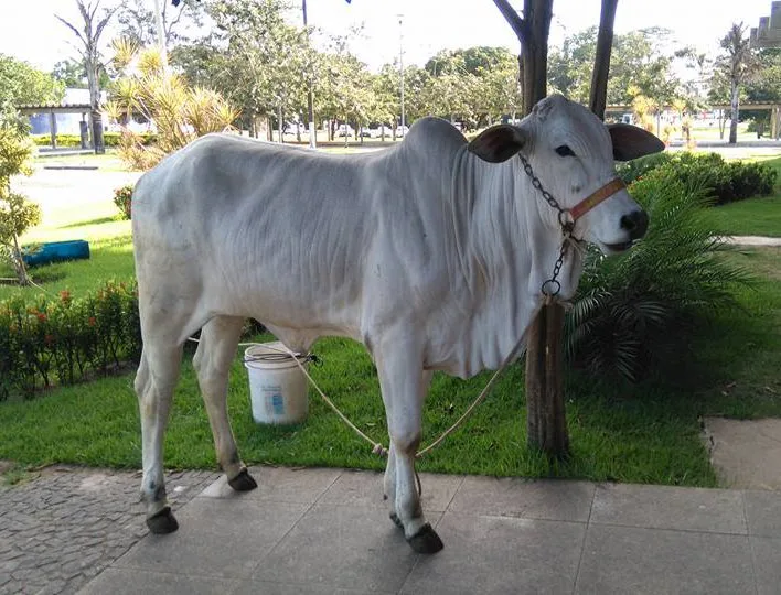 Boi é amarrado em frente a reitoria da Ufes em protesto contra cortes na educação