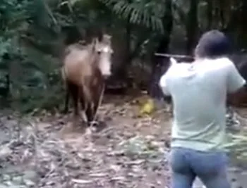 Apesar de repercussão, homem que matou cavalo não deve ficar preso