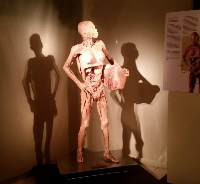 Últimos dias para visitar exposição internacional sobre o corpo humano em Vitória