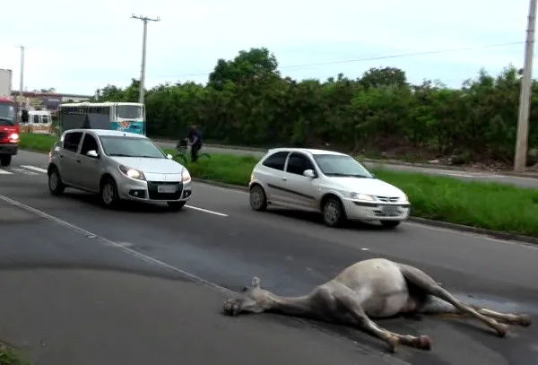 Égua solta na pista morre após ser atropelada na Darly Santos, em Vila Velha