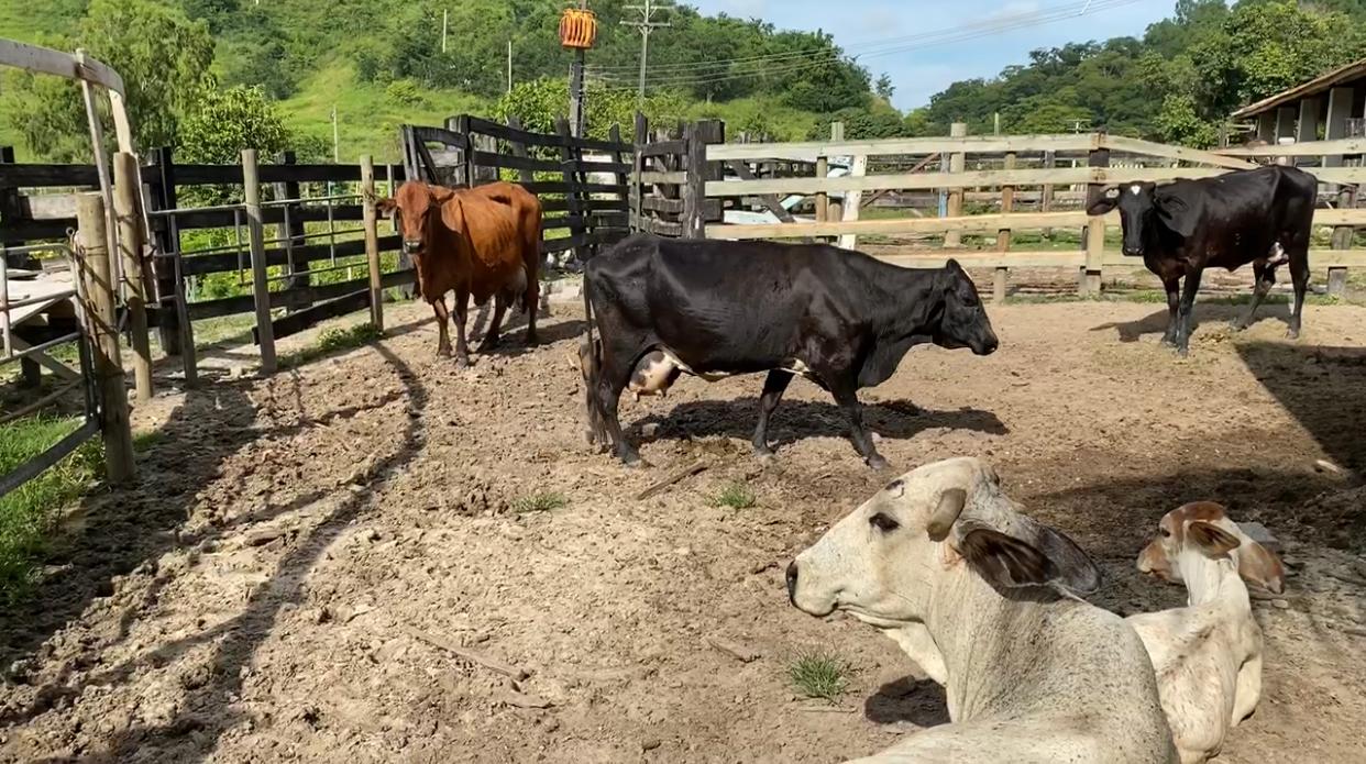 Fazenda da Santa Casa busca doadores para ampliar a produção