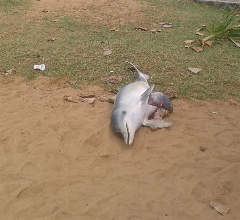 Golfinho é encontrado morto em areia da Praia da Costa, em Vila Velha