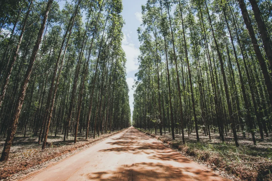 Cadeia de Valor: série mostra a importância da Indústria da Floresta