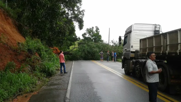 Rodovia do Frade em Cachoeiro é interditada após queda de árvore