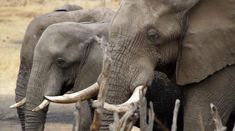 Quênia queima 105 t de marfim de elefante e quer banir comércio do produto