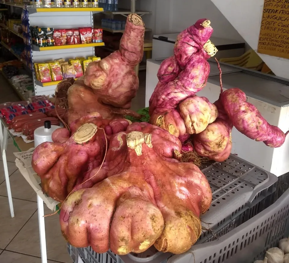 Com mais de 14 kg, batata-doce colhida em chácara da Serra atrai curiosos