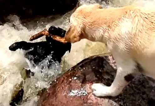 Vídeo de cachorrinho salvando amigo em cachoeira 'bomba' nas redes sociais. Assista!