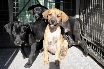 Animais que serão levados para feira de adoção