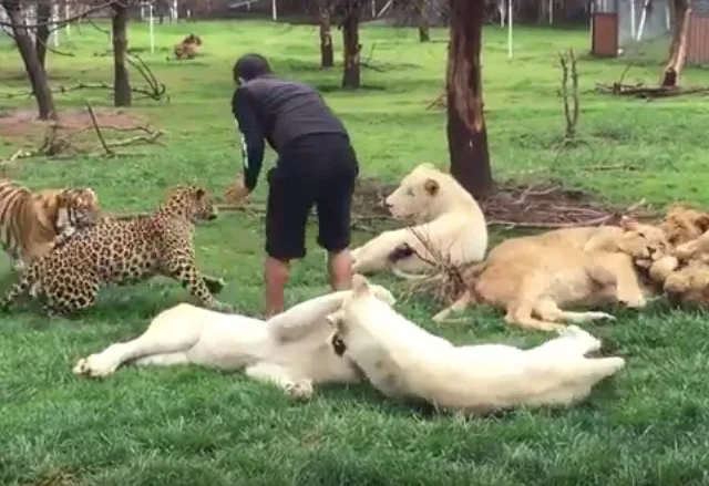 Tigre impede ataque de leopardo e salva cuidador em zoológico. Assista!