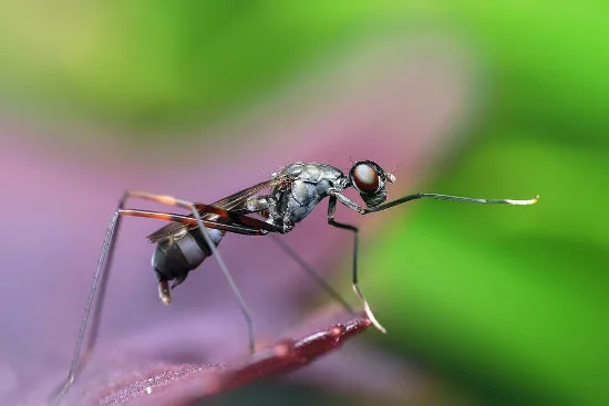 Ministério anuncia R$ 27 milhões para tratamento de vítimas do zika