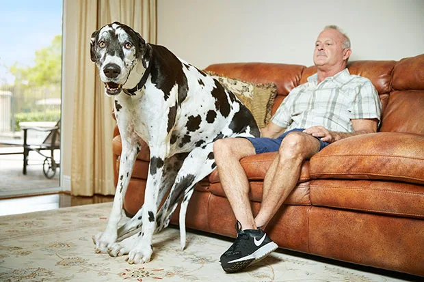 Enormes! Conheça o maior cachorro e o maior gato do mundo