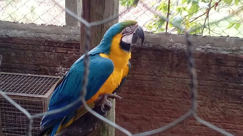 Polícia Ambiental resgata arara-canindé com criador ilegal