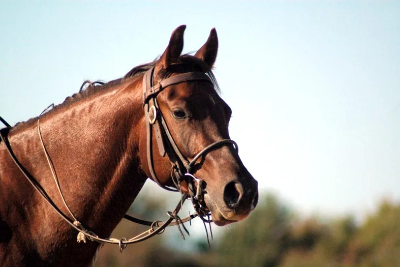 Homem atinge nádegas de menor com instrumento de cavalo é condenado no ES