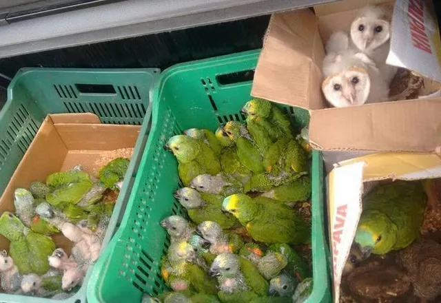 Polícia apreende 70 aves silvestres e aplica multa de R$ 420 mil