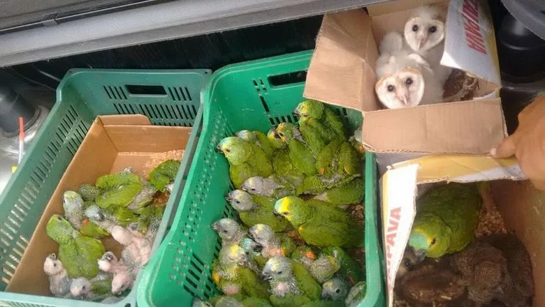 Polícia apreende 70 aves silvestres e aplica multa de R$ 420 mil