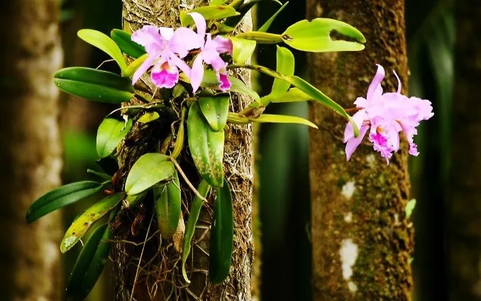 Projeto vai recolher doações de orquídeas para decorar as árvores em Guaçuí