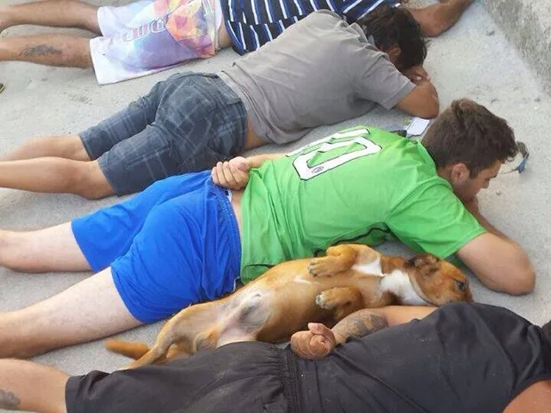 Amigo fiel! Cachorro deita no chão junto com suspeitos durante abordagem policial