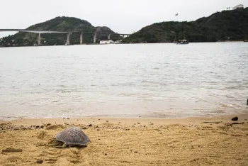 Soltura da tartaruga reabilitada